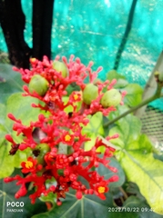 Jatropha podagrica