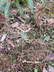 Pittosporum obcordatum