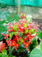 Jatropha podagrica