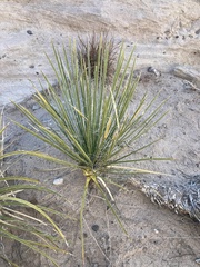 Yucca baileyi
