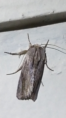 Spodoptera eridania