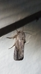 Spodoptera eridania