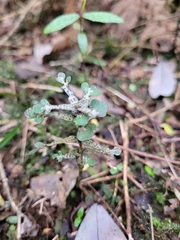 Pittosporum obcordatum