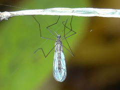 Trichocera