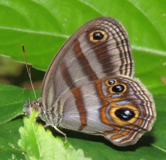 Chloreuptychia hewitsonii