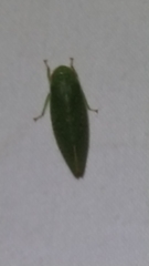 Rugosana