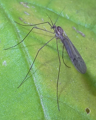 Trichocera