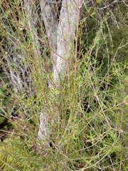 Olearia lineata