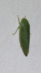 Rugosana