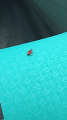 Lemodes coccinea