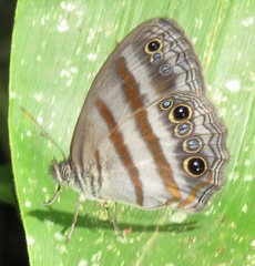 Cissia myncea