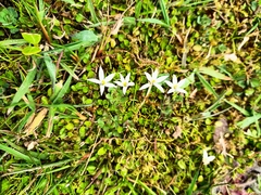 Lobelia angulata