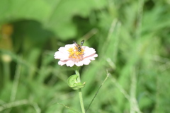Dianthidium
