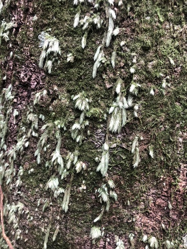 Leucobryum aduncum observed 2022-11-05