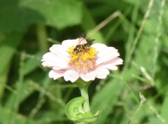 Dianthidium