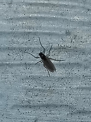 Chironomoidea