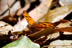 Heteronympha mirifica