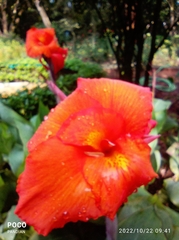 Canna × generalis