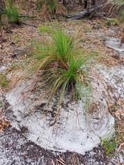 Xanthorrhoea johnsonii