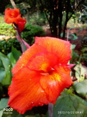 Canna × generalis