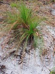Xanthorrhoea johnsonii