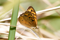 Heteronympha merope