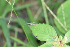 Chariesterus antennator