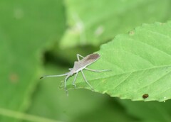 Chariesterus antennator