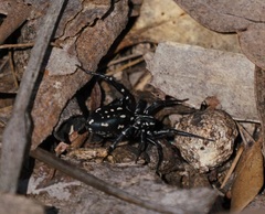 Nyssus albopunctatus