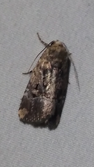 Elaphria chalcedonia