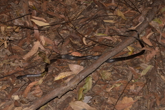 Cryptophis nigrescens