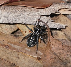 Nyssus albopunctatus
