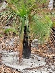 Xanthorrhoea johnsonii