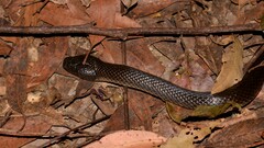 Cryptophis nigrescens