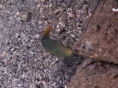 Canthigaster solandri