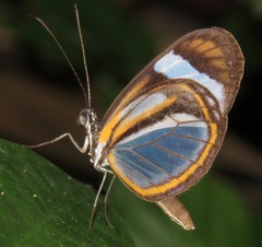 Dismorphia theucharila