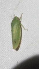 Iassinae