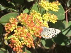 Euphilotes columbiae