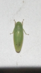 Iassinae