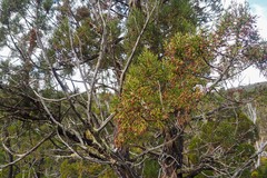 Athrotaxis cupressoides