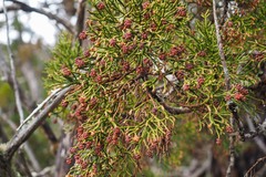 Athrotaxis cupressoides