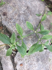 Alternanthera sessilis