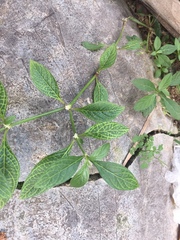 Alternanthera sessilis