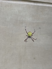 Argiope versicolor