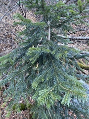 Abies nordmanniana