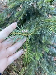 Abies nordmanniana