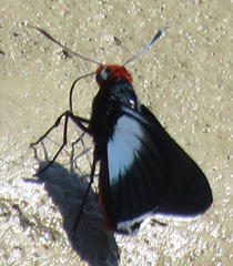 Pyrrhopygopsis socrates