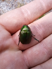 Anoplognathus multiseriatus