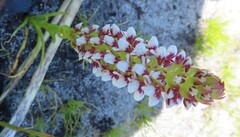 Disa obtusa hottentotica
