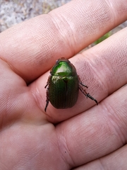 Anoplognathus multiseriatus
